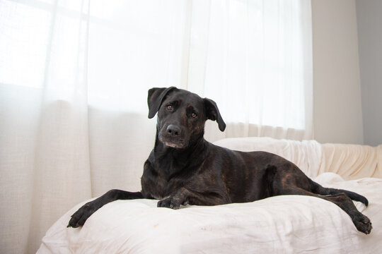 Brindle labrador mixed breed dog lying on a sofa covered in a bedsheet by a window