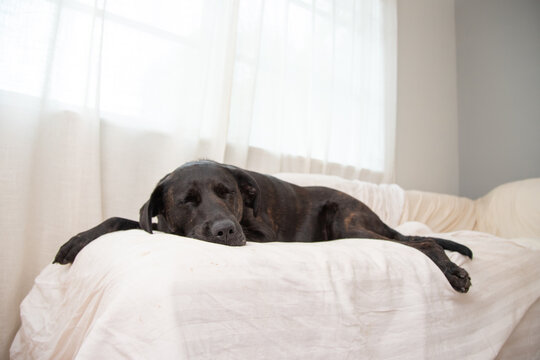Brindle labrador mixed breed dog sleeping on a sofa covered in a bedsheet by a window