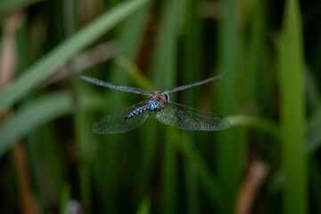 Detailed macro image of a dragonfly perched on a dry twig against a soft, blurred background. The sunlight highlights the delicate structure of its transparent wings, creating a serene and