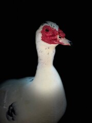 portrait of a white duck