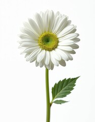 Fototapeta premium One white gerbera daisy on white. Single flower with stem and leaf. Floral design element for greeting card, web, or print. Studio photo of spring bloom.