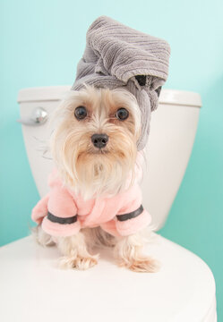 Portrait of a cute teacup yorkie dog in a pink dressing gown with a towel on its head sitting on a toilet seat