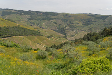 The Douro Valley in Spring