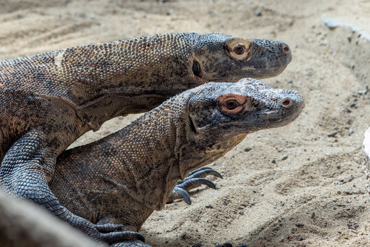 Close-up side view of two Komodo dragons (Varanus komodoensis) mating on a sandy beach, Indonesia