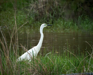 Graceful white egret wading through tall grass along a calm riverbank in a lush wetland environment. Captured in natural daylight, this serene wildlife scene is ideal for nature themes, conservation