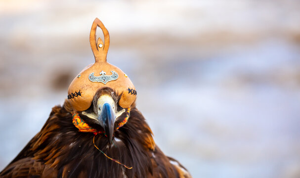 A close-up of an eagle wearing a cap. The bird of prey hunts its prey. The eagle perches on the trainer's hand. Falconry. A national tradition of Asia. Kazakhstan.