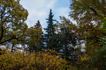 Obraz premium a tree trunk with yellowed leaves against a blue sky. autumn forest.
