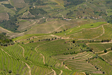 Terraced vineyards in the Douro Valley.