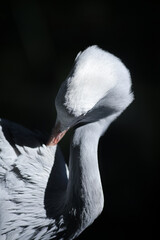 Blue Crane (Anthropoides paradiseus) portrait