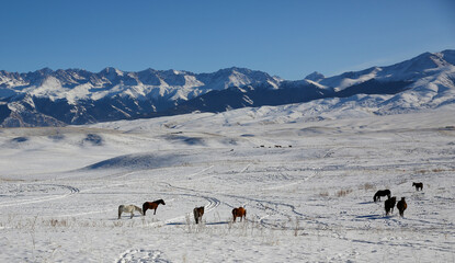 Naklejka premium The Ushkonyr plateau is a high zhailau, which is located 50 kilometers from Almaty and is located between the Uzyn Kargaly gorges in the west and the Shamalgan gorge in the east. 