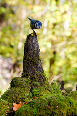 Blue Tit on Mossy Tree Stump