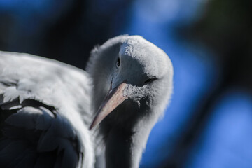 Blue Crane (Anthropoides paradiseus) portrait