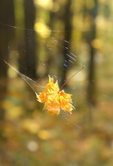 Dry fallen maple leaf in spider web, forest nature abstract background. artistic nature image of fall season. autumn landscape. copy space. soft focus