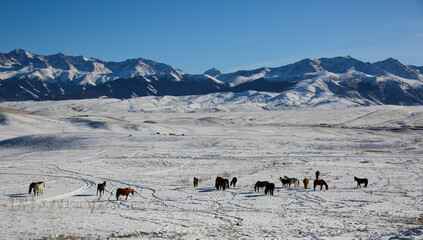 Naklejka premium The Ushkonyr plateau is a high zhailau, which is located 50 kilometers from Almaty and is located between the Uzyn Kargaly gorges in the west and the Shamalgan gorge in the east. 