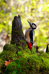 Great Spotted Woodpecker on Mossy Trunk