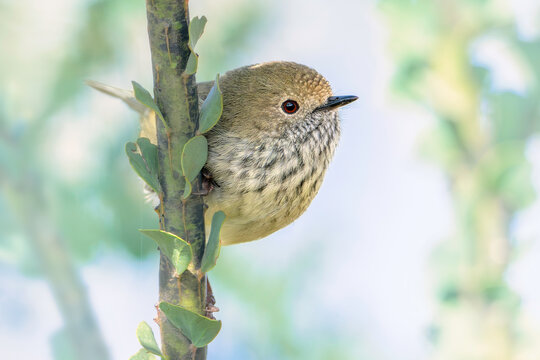Close-up side view of a wild brown thornbill (Acanthiza pusilla) perched on an ovens wattle (Acacia pravissima) branch, Australia