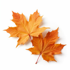 Fototapeta premium Fallen maple leaves isolated on white background