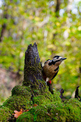 Great Spotted Woodpecker in Winter Woodland
