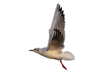 Black-headed Gull flying isolated on transparent background png file	