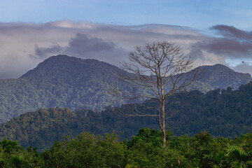 Dead Tree in Lush Tropical Forest with Mountain Background