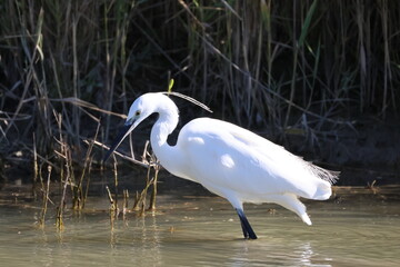 Oiseau Aigrette Garzette dans les marais