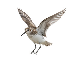 Fototapeta premium Isolated Sandpiper in Flight on Transparent Background