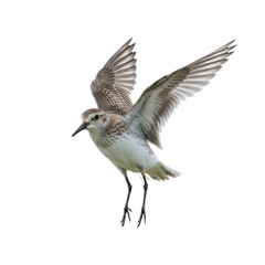Fototapeta premium Isolated Wading Bird in Flight on Transparent Background