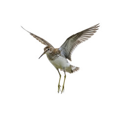 Obraz premium Green Sandpiper in Flight Isolated