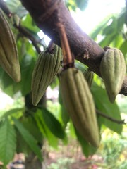 Small cocoa pods, young cocoa pods of the cocoa tree