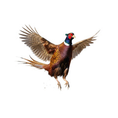 Vibrant Pheasant with Spread Wings