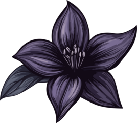 detailed illustration purple lily flower