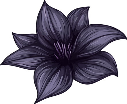 detailed illustration purple lily flower