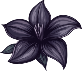 detailed illustration purple lily flower