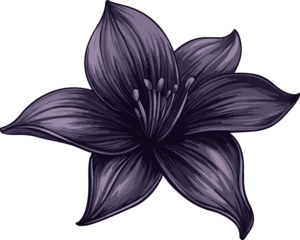 detailed illustration purple lily flower