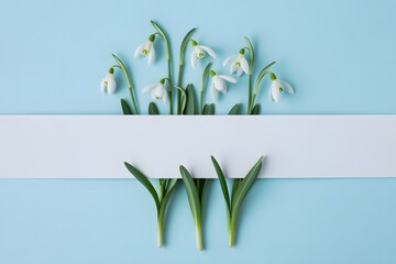 Snowdrops and green shoots on blue background with white banner