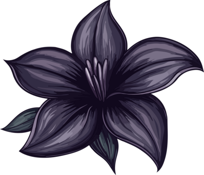 detailed illustration purple lily flower