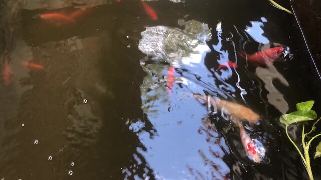 Koi and tilapia fish swim in a pond of clear water