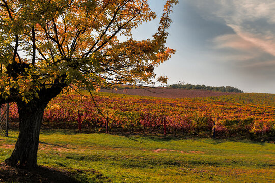 Rows of vines in an autumnal vineyard, Mombaruzzo, Asti, Piedmont, Italy