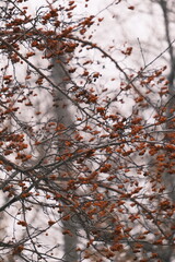 snow covered tree