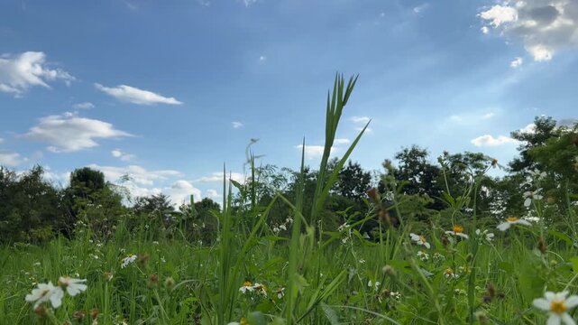 Close-up grass and wildflowers waving in the wind under blue sky (Not created with AI)