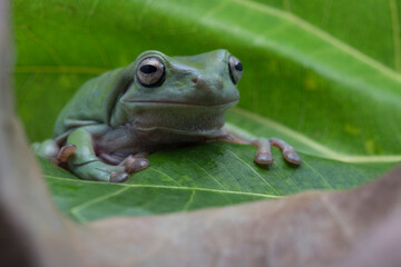 Australian Green Tree Frog on natural background