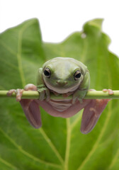 Australian Green Tree Frog on natural background
