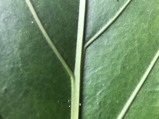 Leaf texture with natural structure, eco-friendly background concept