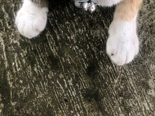 White striped cat paws