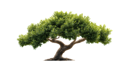  Lush Green Tree with Spreading Branches on Transparent Background