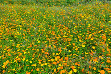A field of wild flowers with wild names