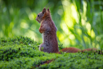 Red Squirrel