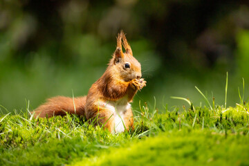 Red Squirrel