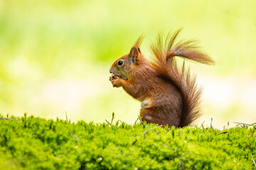 Red Squirrel