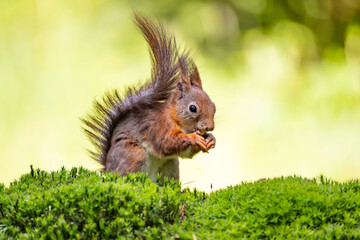 Red Squirrel